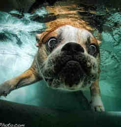 8张奇妙的水下狗狗摄影照片