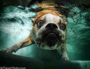 8张奇妙的水下狗狗摄影照片
