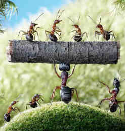 18张蚂蚁微距摄影艺术