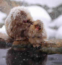 8张日本雪猴温泉泡澡摄影