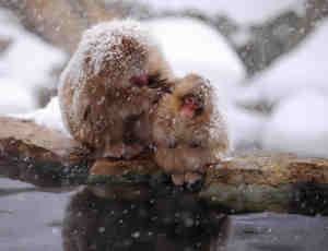 8张日本雪猴温泉泡澡摄影