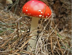 30张漂亮的野蘑菇微距摄影
