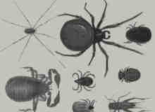 蜘蛛蝎子蛐蛐昆虫笔刷