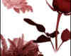 鲜红的玫瑰花笔刷