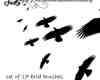 17种飞鸟姿态笔刷