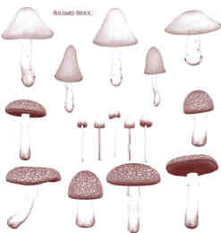可爱蘑菇笔刷
