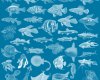 42种海洋鱼类海底生物笔刷