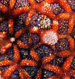 10张漂亮的海星与珊瑚的微距摄影