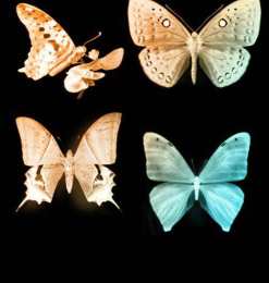 4种漂亮的真实蝴蝶PS笔刷素材下载