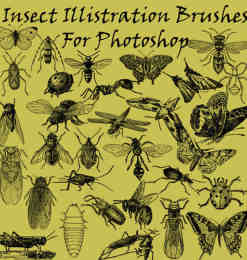 昆虫苍蝇、蚊子、蝴蝶PS笔刷