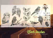 猫头鹰、啄木鸟、麻雀等鸟类PS笔刷