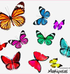 漂亮的七彩蝴蝶照片美化素材-【美图秀秀素材】