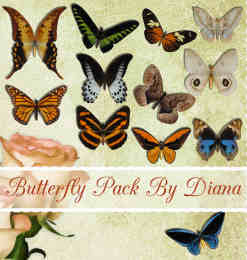 19只漂亮的斑斓蝴蝶照片美化装饰素材-【美图秀秀素材】