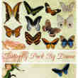 19只漂亮的斑斓蝴蝶照片美化装饰素材-【美图秀秀素材】