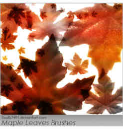 梧桐叶、树叶、秋天落叶photoshop笔刷素材