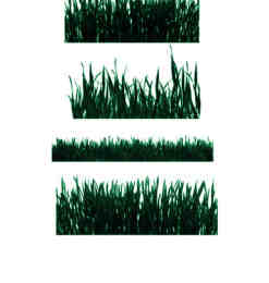 4种植物青草、草坪素材photoshop笔刷