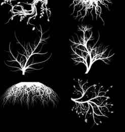 树木、树根艺术花纹效果photoshop笔刷下载