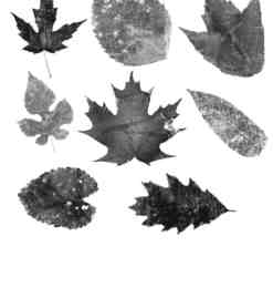 树叶标本、落叶、枫叶、梧桐叶等叶子photoshop笔刷素材