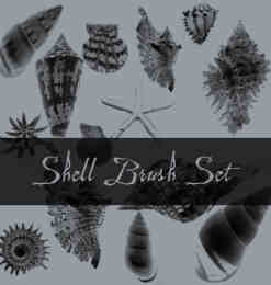 贝壳、海螺、海星等海洋生物photoshop笔刷素材