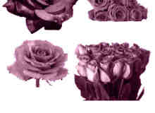 玫瑰花朵、玫瑰花束PS笔刷素材