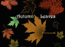 秋天枫叶、梧桐叶、落叶photoshop笔刷素材下载