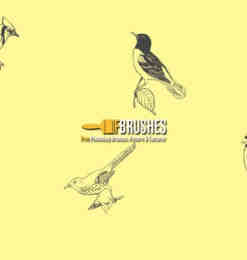 线条啄木鸟、喜鹊、鹦鹉等鸟图案PS笔刷素材