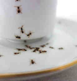 给你的茶具画上蚂蚁！创意茶具