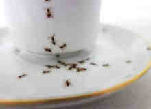 给你的茶具画上蚂蚁！创意茶具