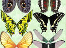 漂亮的七彩蝴蝶翅膀美图秀秀、可牛影像素材下载