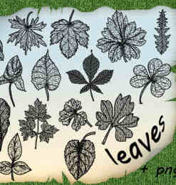 17种树叶标本图案photoshop笔刷素材
