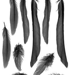 漂亮长长的羽毛图案photoshop笔刷素材