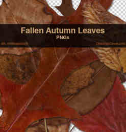 真实高清的树叶、枯叶、秋天落叶photoshop笔刷素材