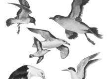 海鸟、海鸥鸟类photoshop笔刷素材下载