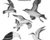 海鸟、海鸥鸟类photoshop笔刷素材下载