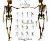 17种各种姿势的骷髅人骨骼造型美图秀秀Png素材下载