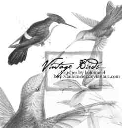 20种不同种类的鸟图案photoshop笔刷素材