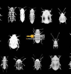 各种甲虫、昆虫photoshop笔刷下载