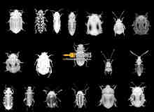 各种甲虫、昆虫photoshop笔刷下载