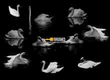 真实的各种白天鹅、鸭子姿势图案photoshop笔刷素材