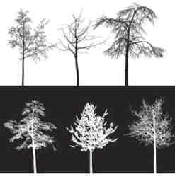 10种免费的树木photoshop笔刷素材下载