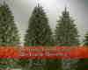 真实的圣诞树、松树photoshop笔刷素材下载