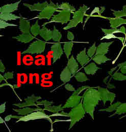 蕨类植物叶子、树叶Photoshop笔刷素材