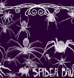 23个蜘蛛Photoshop笔刷打包下载