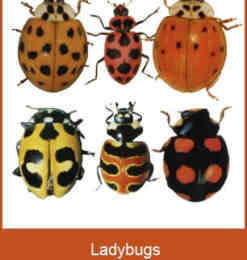 11种甲虫、瓢虫图片素材ps笔刷