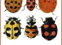 11种甲虫、瓢虫图片素材ps笔刷