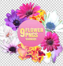 9多漂亮的鲜花png透明图片素材