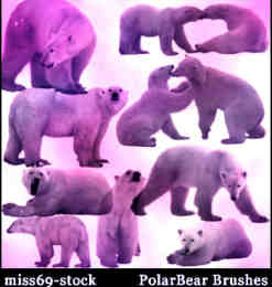 北极熊Photoshop笔刷素材