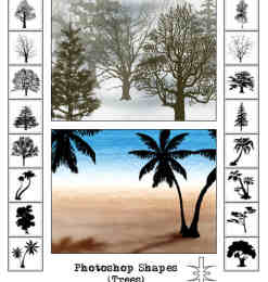 椰子树、树木剪影photoshop自定义形状素材