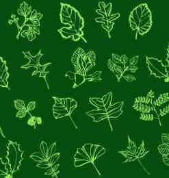手绘线框式各种植物树叶Photoshop笔刷素材