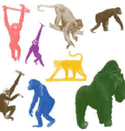 大猩猩、狒狒等猿猴类PS笔刷素材